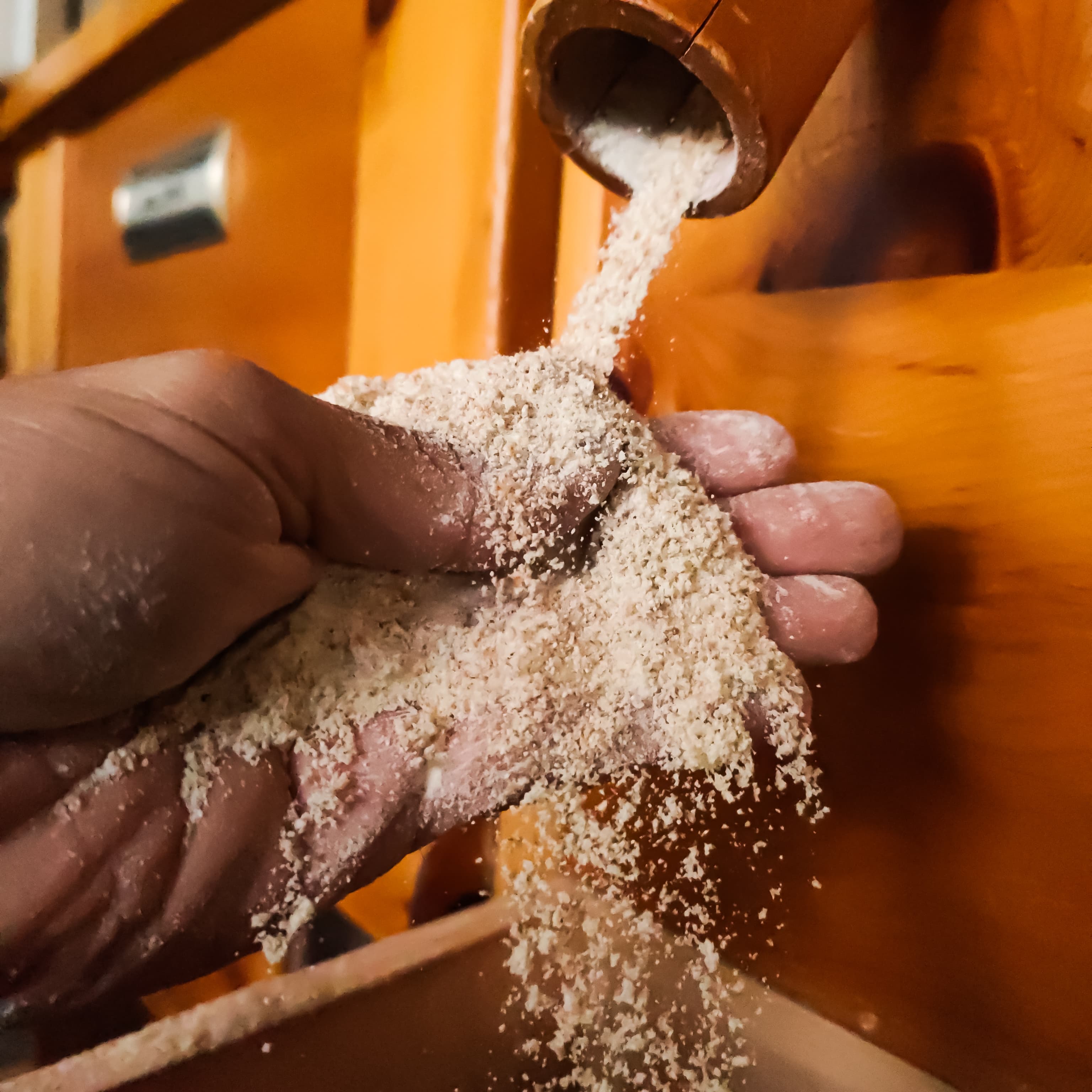 Main dans la farine fraîchement moulue — savoir-faire artisanal pizzaiolo